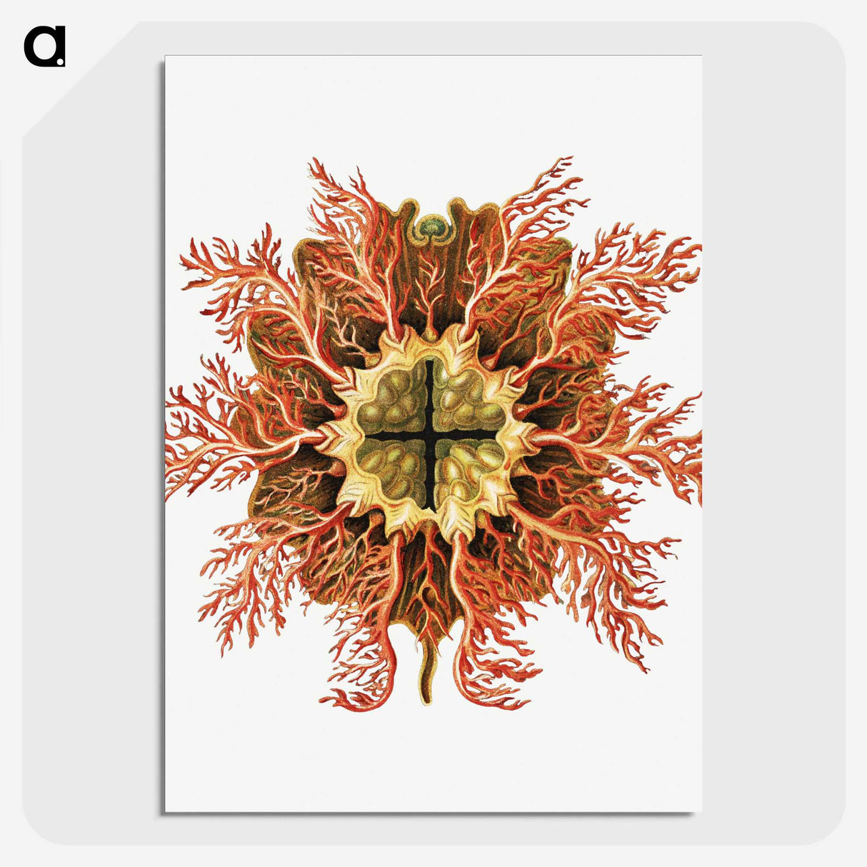 1-77_Ernst-Haeckel_picture-crop