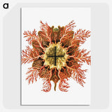 1-77_Ernst-Haeckel_picture-crop