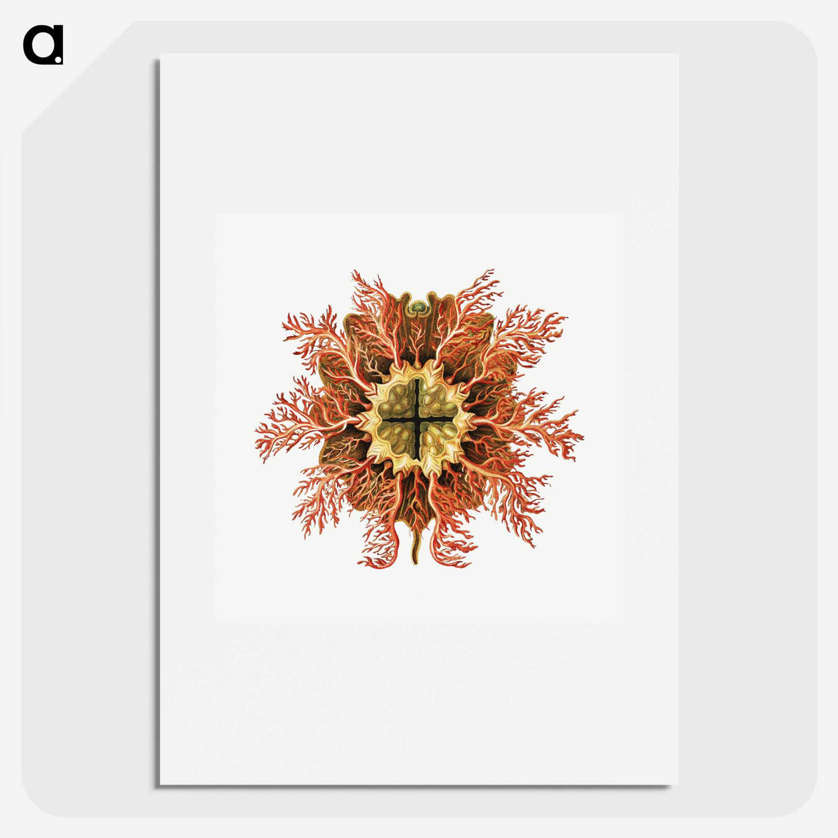 1-77_Ernst-Haeckel_picture