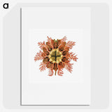 1-77_Ernst-Haeckel_picture