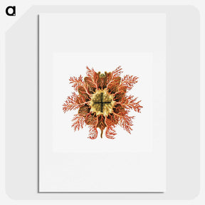 1-77_Ernst-Haeckel_picture