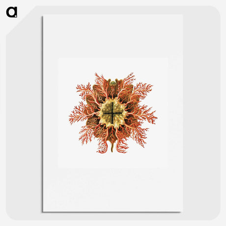 1-77_Ernst-Haeckel_picture