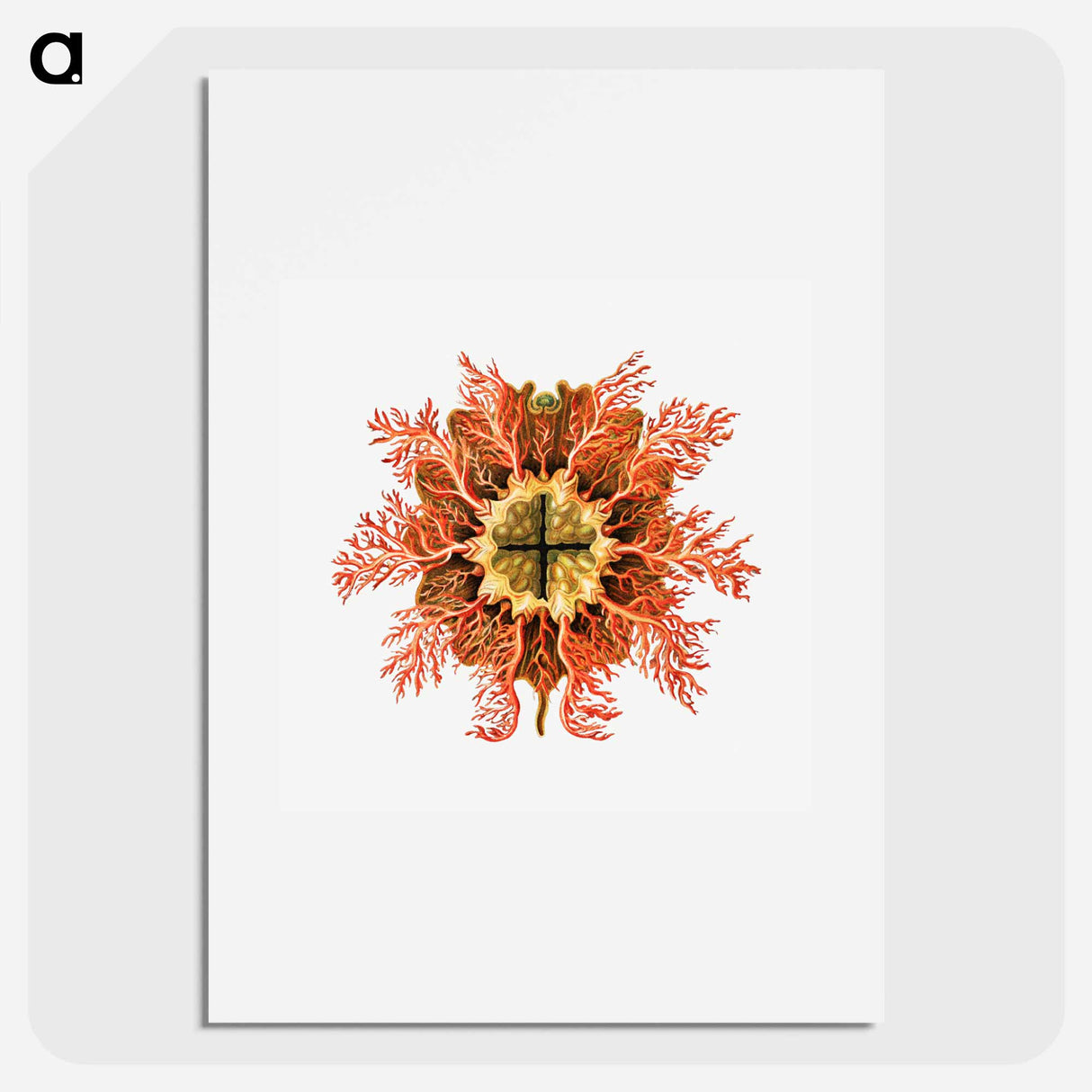 Colorful vintage tunicate illustration - エルンスト ヘッケル Poster.