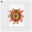 1-77_Ernst-Haeckel_postcard