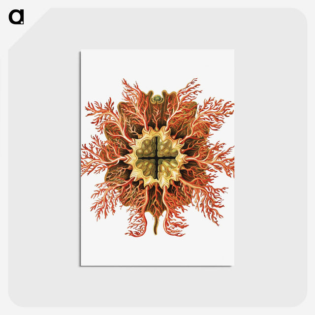 1-77_Ernst-Haeckel_postcard