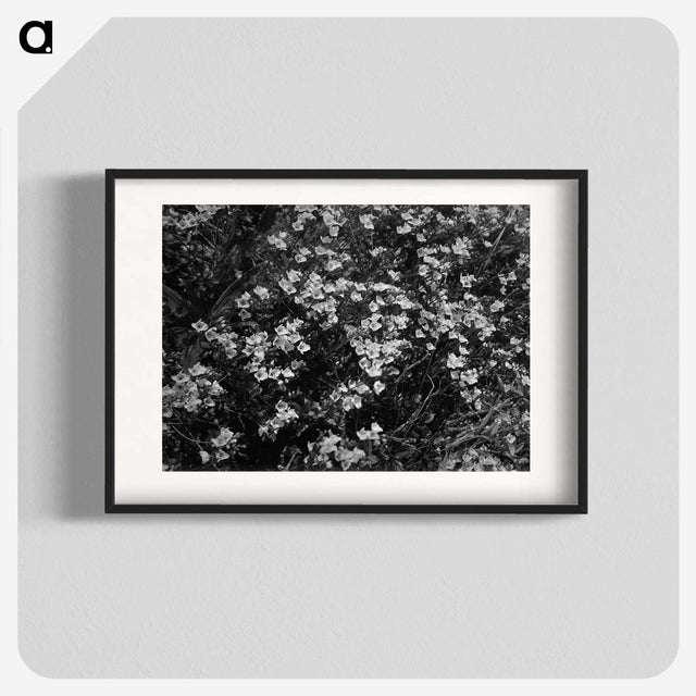 1-77_Frederick-Charles-Brockett_blk