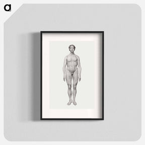 アートポスター-Human Figure, Anterior View
 - ジョージ スタッブス Poster.