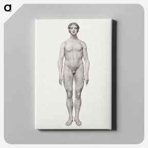 アートパネル-Human Figure, Anterior View
 - ジョージ スタッブス Canvas.