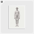 アートポストカード-Human Figure, Anterior View
 - ジョージ スタッブス Postcard.