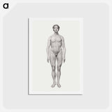 アートポストカード-Human Figure, Anterior View
 - ジョージ スタッブス Postcard.