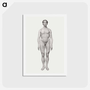 アートポストカード-Human Figure, Anterior View
 - ジョージ スタッブス Postcard.