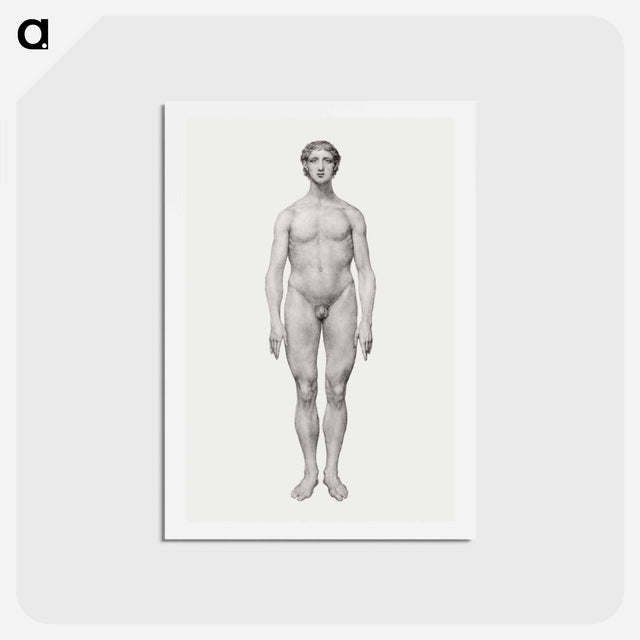 アートポストカード-Human Figure, Anterior View
 - ジョージ スタッブス Postcard.