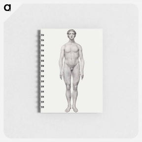 アートメモ帳-Human Figure, Anterior View
 - ジョージ スタッブス Memo.