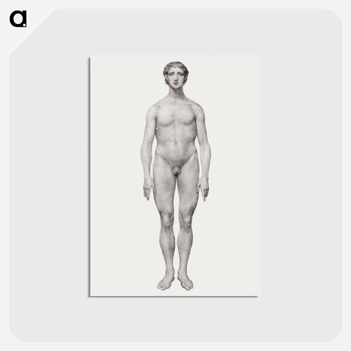アートポストカード-Human Figure, Anterior View
 - ジョージ スタッブス Postcard.