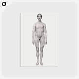 アートポストカード-Human Figure, Anterior View
 - ジョージ スタッブス Postcard.