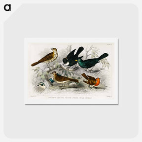 アートポストカード-British Songbirds
 - ゴールドスミスの生き生きとした自然 Postcard.