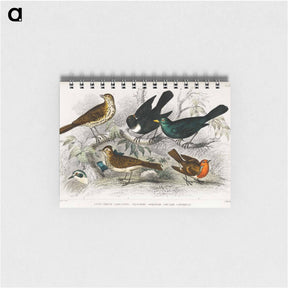 アートメモ帳-British Songbirds
 - ゴールドスミスの生き生きとした自然 Memo.
