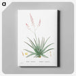1-77_Histoire-des-Plantes-Grasses_canvas