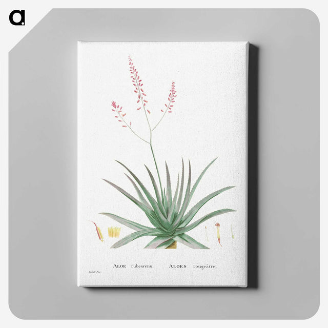 1-77_Histoire-des-Plantes-Grasses_canvas