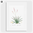 1-77_Histoire-des-Plantes-Grasses_picture