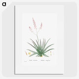1-77_Histoire-des-Plantes-Grasses_picture