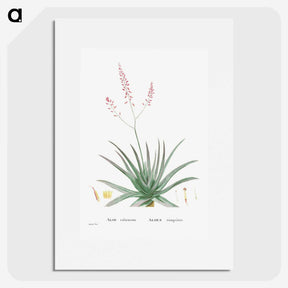 1-77_Histoire-des-Plantes-Grasses_picture