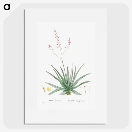 1-77_Histoire-des-Plantes-Grasses_picture