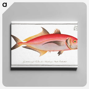 1-77_Ichtyologie-ou-Histoire-naturelle_canvas