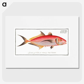 1-77_Ichtyologie-ou-Histoire-naturelle_picture