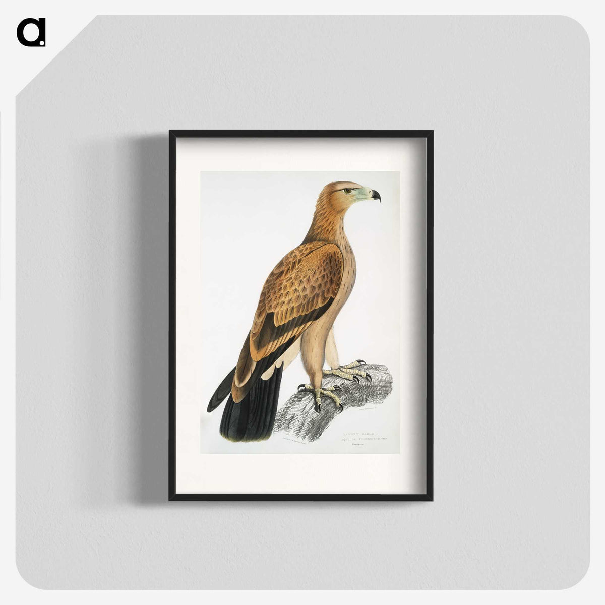 1-77_Indian-Zoology_blk