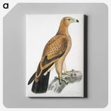 1-77_Indian-Zoology_canvas