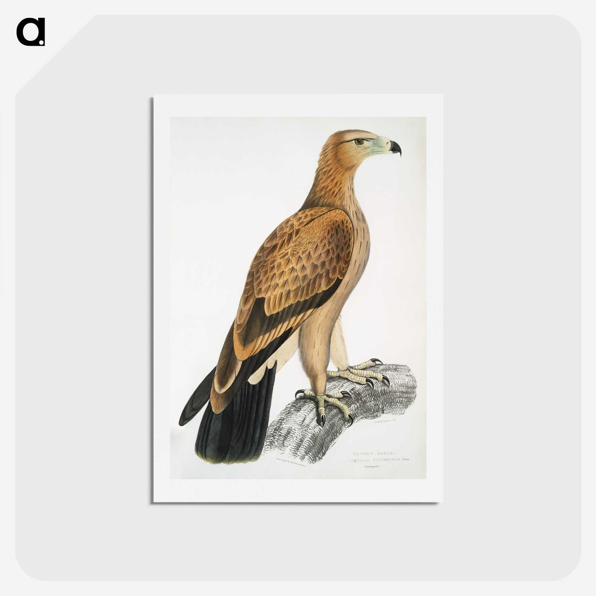 1-77_Indian-Zoology_hagaki