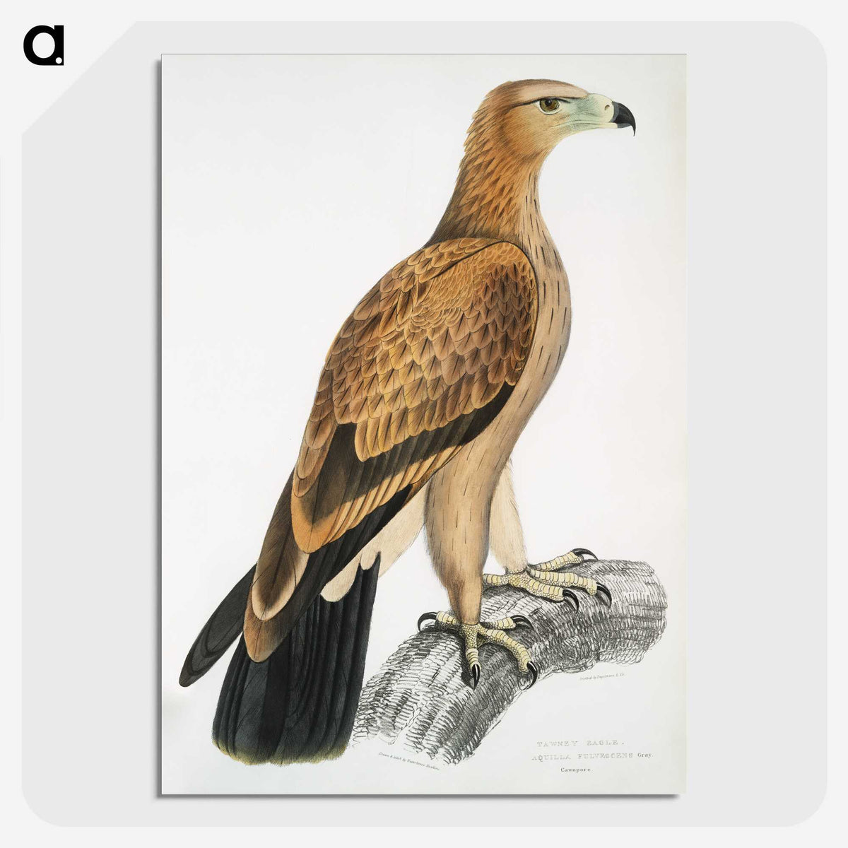 1-77_Indian-Zoology_picture-crop