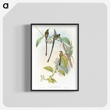 1-77_John-Gould_blk-crop