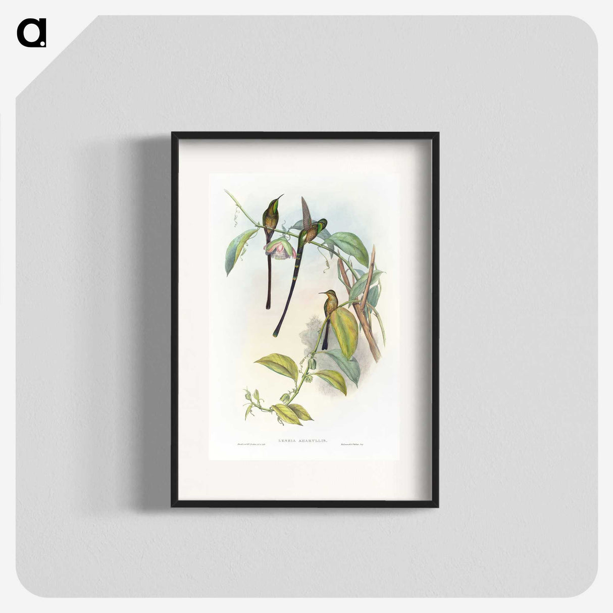 1-77_John-Gould_blk