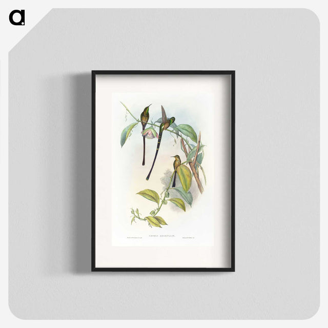 1-77_John-Gould_blk