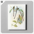 1-77_John-Gould_canvas