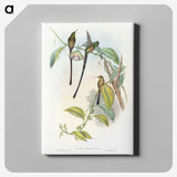 1-77_John-Gould_canvas