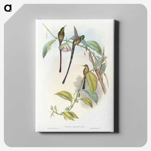 1-77_John-Gould_canvas