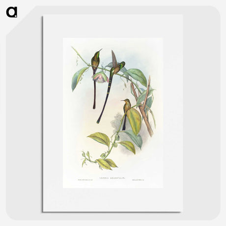 1-77_John-Gould_picture