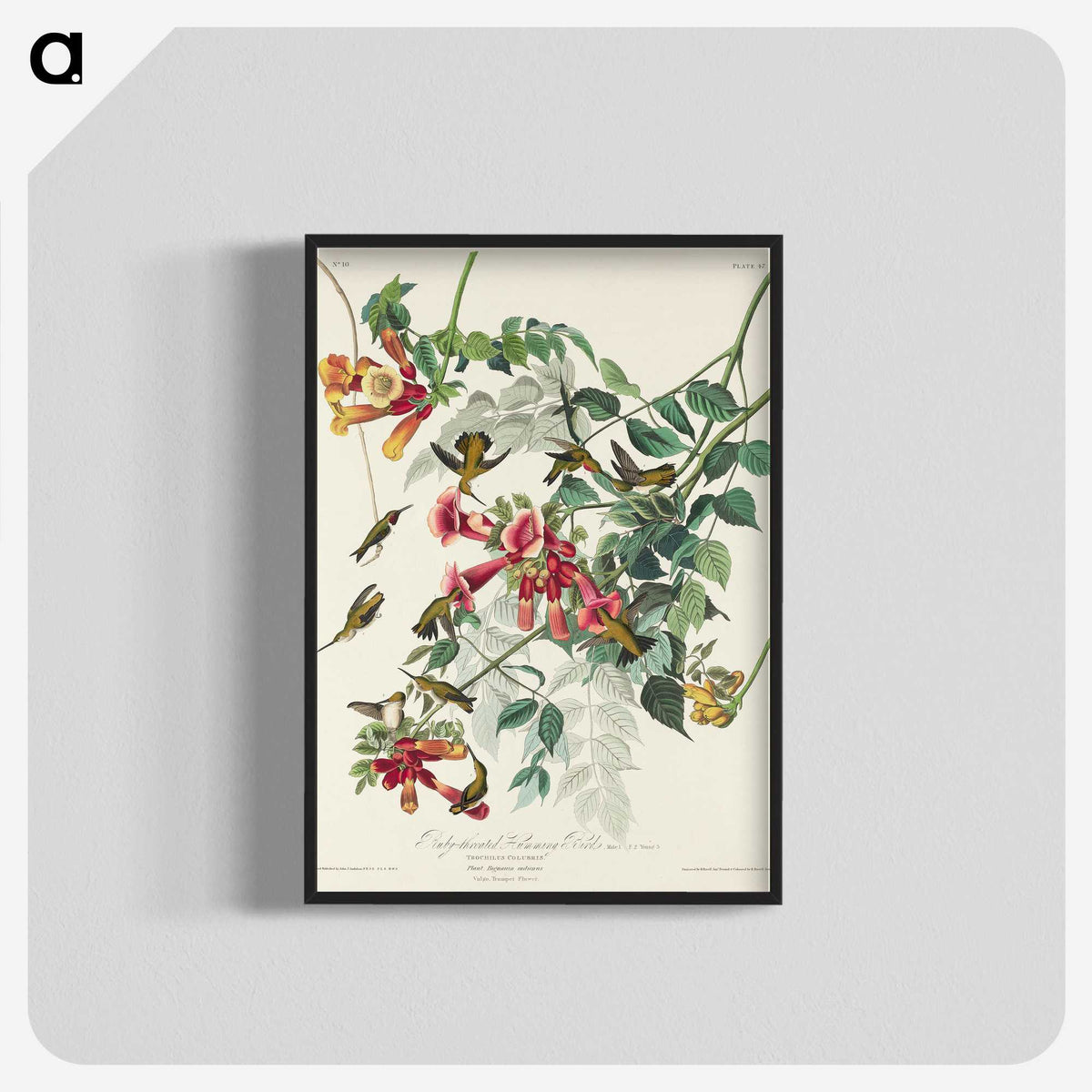 1-77_John-James-Audubon_blk-crop