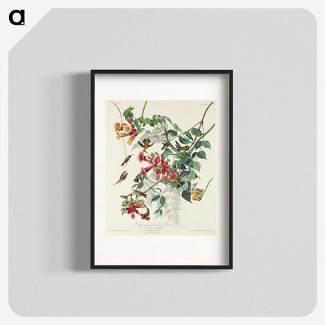 1-77_John-James-Audubon_blk