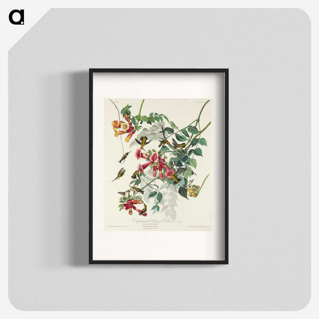 1-77_John-James-Audubon_blk