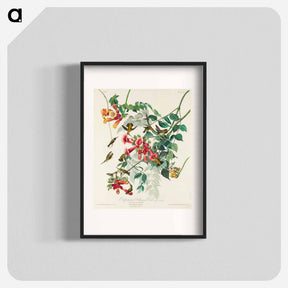 アートポスター-Ruby-throated Hummingbird
 - ジョン ジェームス オーデュボン Poster.