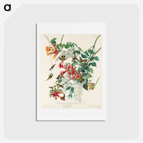 アートポストカード-Ruby-throated Hummingbird
 - ジョン ジェームス オーデュボン Postcard.