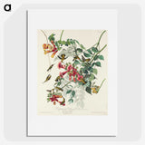1-77_John-James-Audubon_picture