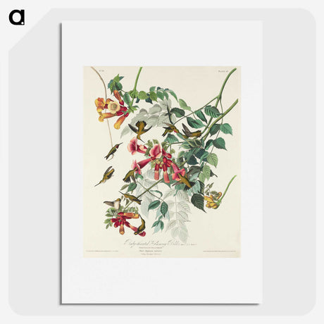 1-77_John-James-Audubon_picture