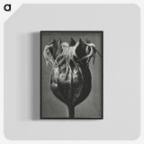 1-77_Karl-Blossfeldt_blk-crop