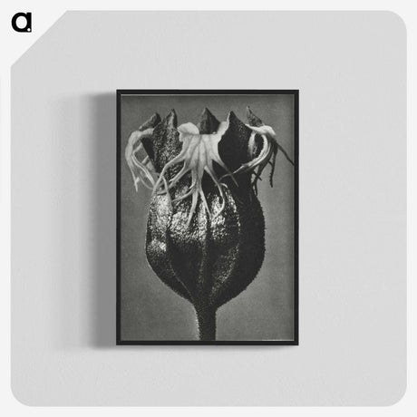 1-77_Karl-Blossfeldt_blk-crop