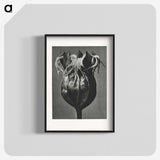 1-77_Karl-Blossfeldt_blk